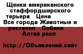 Щенки американского стаффордширского терьера › Цена ­ 20 000 - Все города Животные и растения » Собаки   . Алтай респ.